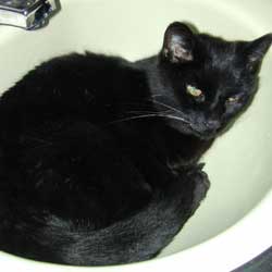 blackcat.jpg